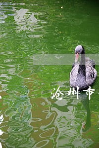 沧州市城乡规划局法规监察科