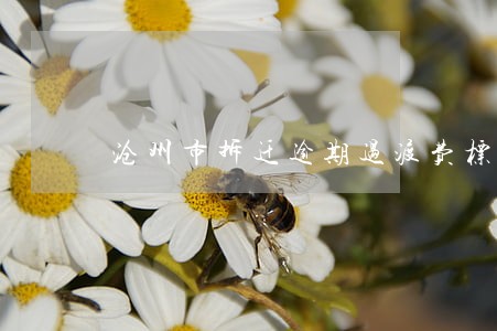 沧州市拆迁逾期过渡费标准 沧州市拆迁逾期过渡费标准