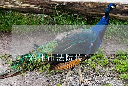沧州市法院传票