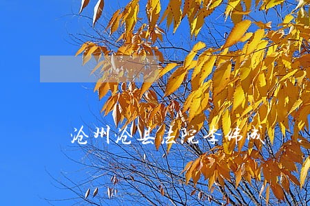 沧州沧县法院李伟成
