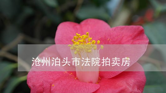 沧州泊头市法院拍卖房 沧州泊头市法院拍卖房