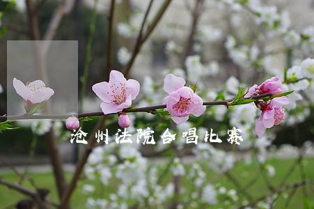沧州法院合唱比赛 沧州法院合唱比赛