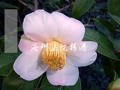 沧州法院杨涛 沧州法院杨涛