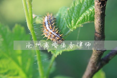 沧州离婚债务律师 沧州离婚债务律师