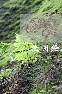 沧州经济犯罪律师在线咨询 沧州经济犯罪律师在线咨询