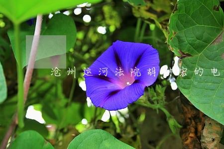 沧州运河法院胡树宏的电话