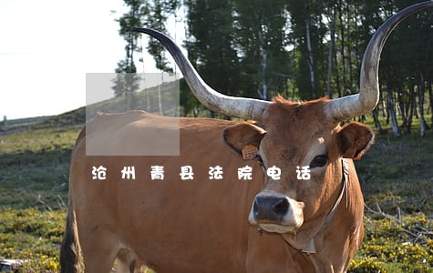 沧州青县法院电话 沧州青县法院电话