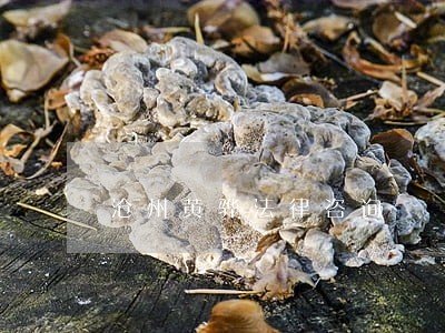 沧州黄骅法律咨询