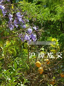 沪牌成交逾期未付款