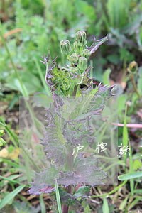 沪牌额度逾期退钱吗 沪牌额度逾期退钱吗