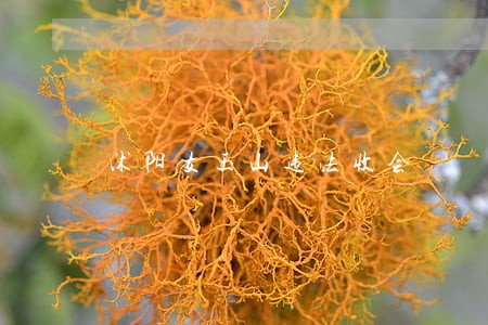 沭阳支玉山违法收会