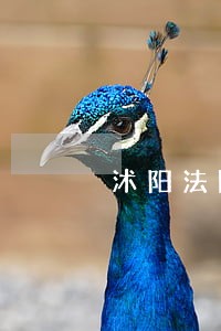 沭阳法院开庭直播马晓丽