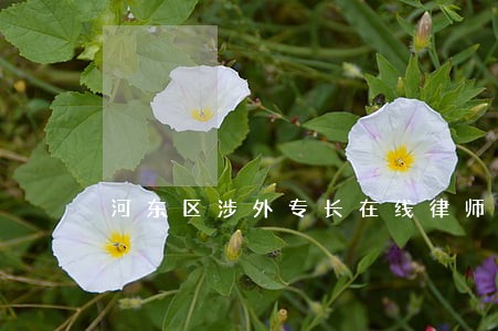 河东区涉外专长在线律师