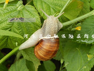 河东区金融保险在线律师 河东区金融保险在线律师
