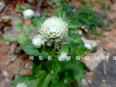 河东区金融借款纠纷处理律师 河东区金融借款纠纷处理律师