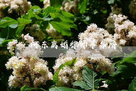 河东离婚律师事务所 河东离婚律师事务所