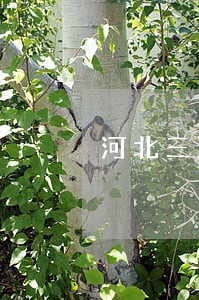 河北三河律师事务所所有律师介绍 河北三河律师事务所所有律师介绍