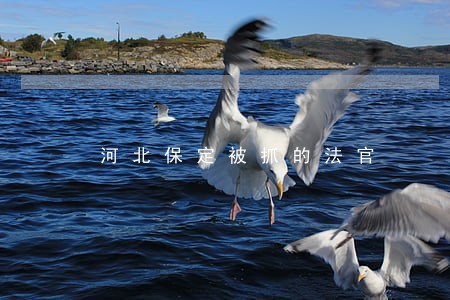 河北保定被抓的法官 河北保定被抓的法官