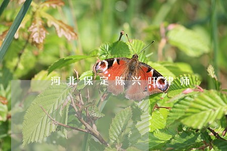 河北保定陈兴旺律师 河北保定陈兴旺律师