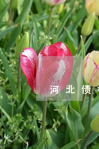 河北债权债务律师一般怎么收费 河北债权债务律师一般怎么收费