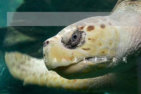 河北债权债务律师费用 河北债权债务律师费用