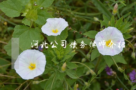 河北公司债务律师介绍 河北公司债务律师介绍