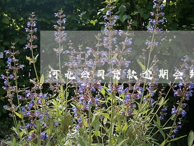 河北公司贷款逾期会封账户吗
