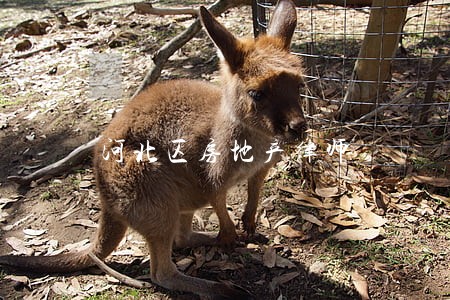 河北区房地产律师 河北区房地产律师