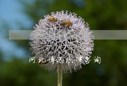 河北博迅法律咨询 河北博迅法律咨询