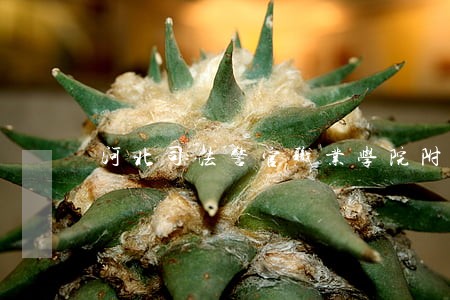 河北司法警官职业学院附近酒店