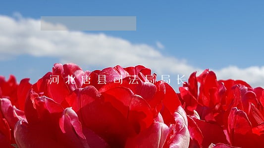 河北唐县司法局局长 河北唐县司法局局长