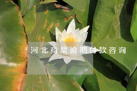 河北商票逾期付款咨询