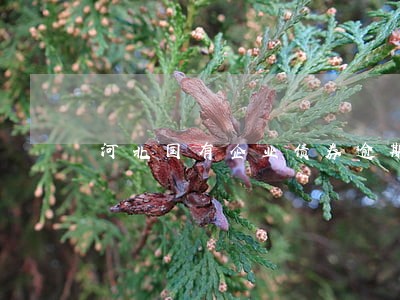 河北国有企业债券逾期