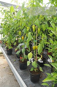 河北婚姻纠纷律师公司 河北婚姻纠纷律师公司
