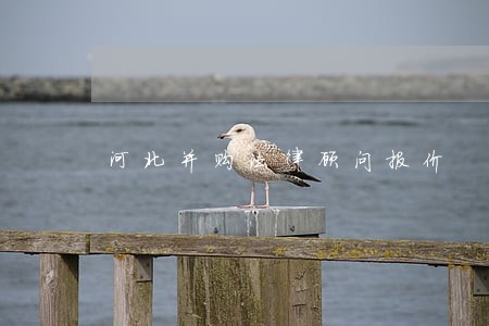河北并购法律顾问报价 河北并购法律顾问报价