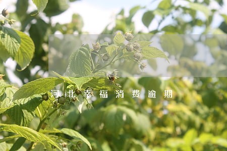 河北幸福消费逾期 河北幸福消费逾期
