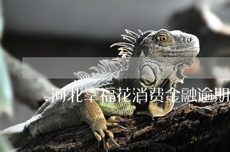 河北幸福花消费金融逾期 河北幸福花消费金融逾期
