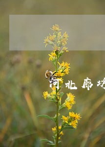 河北廊坊专业律师排名 河北廊坊专业律师排名