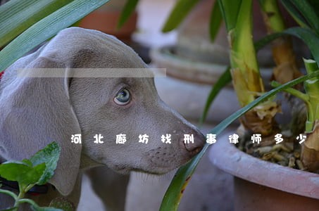 河北廊坊找刑事律师多少钱 河北廊坊找刑事律师多少钱