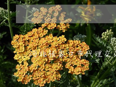 河北张家口市代理交通事故律师 河北张家口市代理交通事故律师