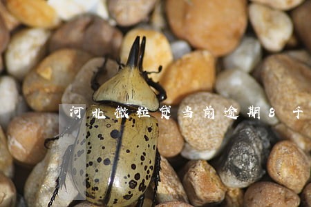 河北微粒贷当前逾期8千 河北微粒贷当前逾期8千