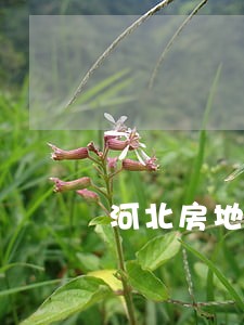 河北房地产律师团队 河北房地产律师团队