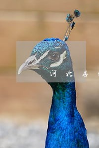 河北房地产律师收费 河北房地产律师收费