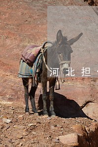 河北担保合同纠纷律师 河北担保合同纠纷律师