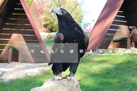 河北沧州律师事务所哪家好 河北沧州律师事务所哪家好