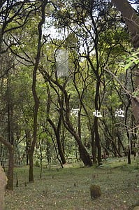 河北沧州本地盗窃罪辩护律师 河北沧州本地盗窃罪辩护律师