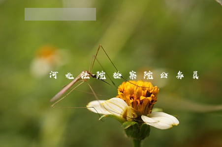 河北法院检察院公务员