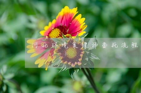 河北环境案律师委托流程 河北环境案律师委托流程