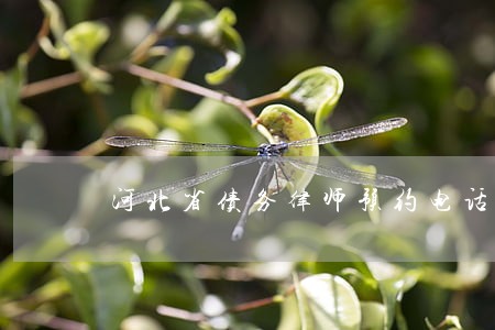 河北省债务律师预约电话 河北省债务律师预约电话