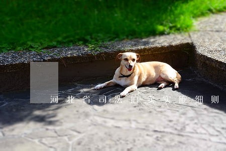 河北省司法拍卖实施细则